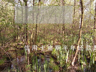 信用卡逾期半年还款是本金吗 信用卡逾期半年还款是本金吗
