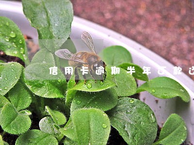 信用卡逾期半年还款还能解冻吗 信用卡逾期半年还款还能解冻吗