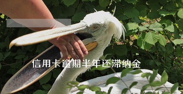 信用卡逾期半年还滞纳金 信用卡逾期半年还滞纳金