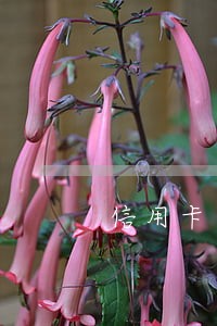 信用卡逾期协商上岸 信用卡逾期协商上岸