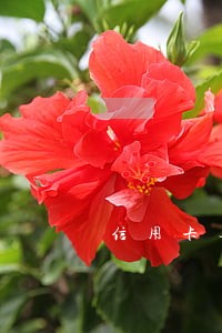 信用卡逾期协商不