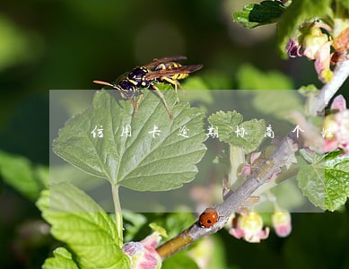 信用卡逾期协商个性化分期怎么说 信用卡逾期协商个性化分期怎么说
