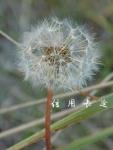 信用卡逾期协商分期多少年 信用卡逾期协商分期多少年