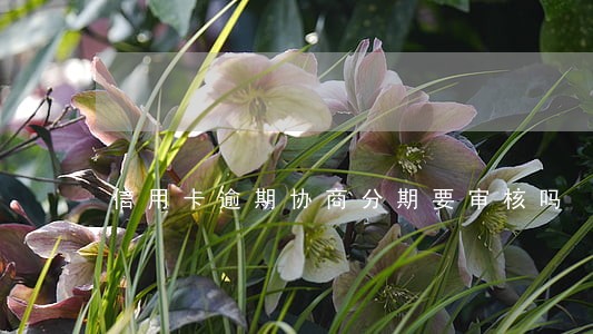 信用卡逾期协商分期要审核吗 信用卡逾期协商分期要审核吗