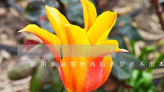 信用卡逾期协商后还是还不出本金 信用卡逾期协商后还是还不出本金