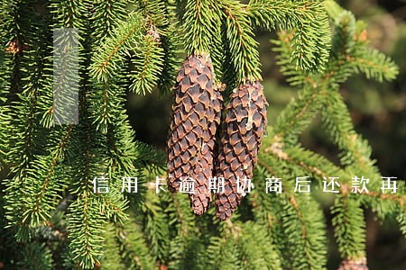 信用卡逾期协商后还款再次逾期 信用卡逾期协商后还款再次逾期