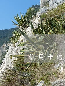 信用卡逾期协商怎么处理 信用卡逾期协商怎么处理