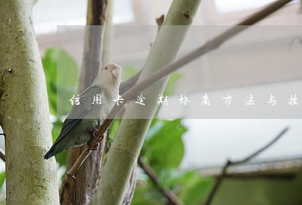 信用卡逾期协商方法与技巧