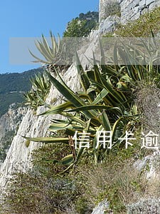 信用卡逾期协商机构呼和浩特 信用卡逾期协商机构呼和浩特