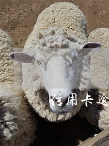 信用卡逾期协商的理由