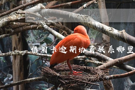 信用卡逾期协商联系哪里