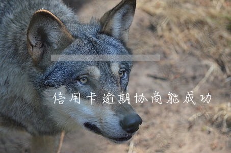 信用卡逾期协商能成功