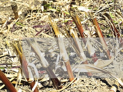 信用卡逾期协商输血 信用卡逾期协商输血