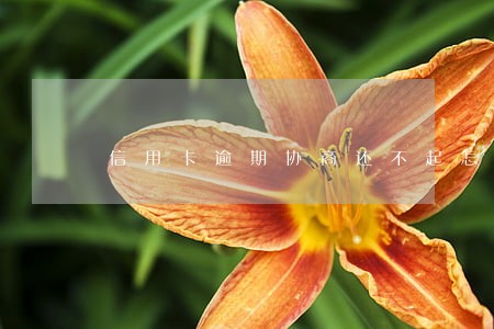 信用卡逾期协商还不起怎么处理