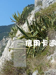 信用卡逾期协商还款怎么还 信用卡逾期协商还款怎么还