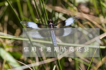信用卡逾期协商还贷 信用卡逾期协商还贷