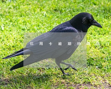信用卡逾期协商违约金最新规定 信用卡逾期协商违约金最新规定