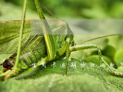 信用卡逾期协议还款怎样写 信用卡逾期协议还款怎样写