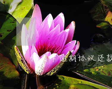 信用卡逾期协议还款范本 信用卡逾期协议还款范本