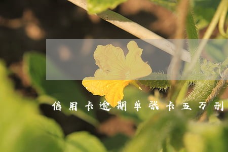 信用卡逾期单张卡五万刑事责任 信用卡逾期单张卡五万刑事责任