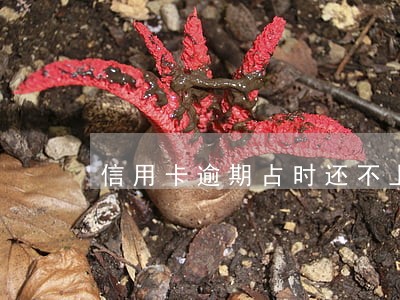 信用卡逾期占时还不上怎么办 信用卡逾期占时还不上怎么办