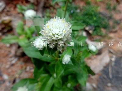 信用卡逾期卡卡贷还能贷款吗
