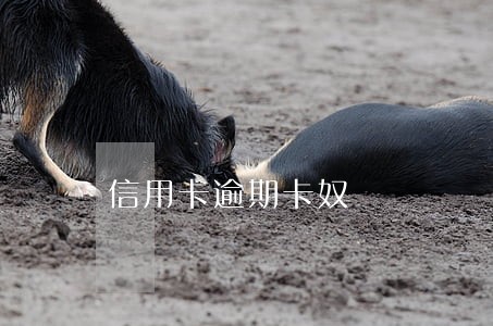 信用卡逾期卡奴 信用卡逾期卡奴