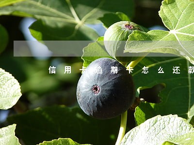 信用卡逾期卡怎么还款期限