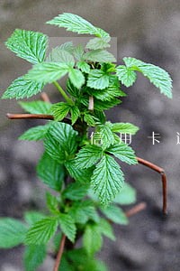 信用卡逾期卡片失效 信用卡逾期卡片失效