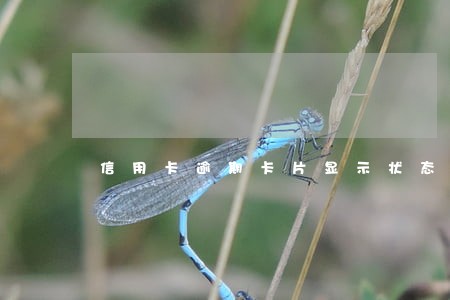 信用卡逾期卡片显示状态正常 信用卡逾期卡片显示状态正常