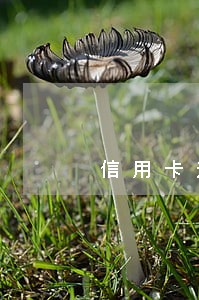 信用卡逾期卡片被暂停使用 信用卡逾期卡片被暂停使用