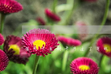 信用卡逾期卡片过了有效期怎么办 信用卡逾期卡片过了有效期怎么办