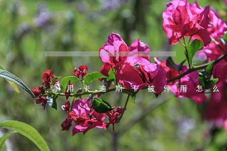 信用卡逾期卡被停用怎么开 信用卡逾期卡被停用怎么开