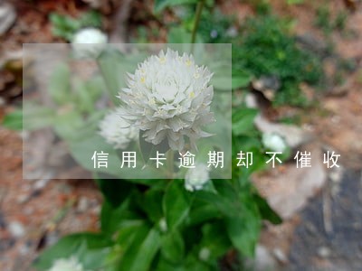 信用卡逾期却不催收 信用卡逾期却不催收