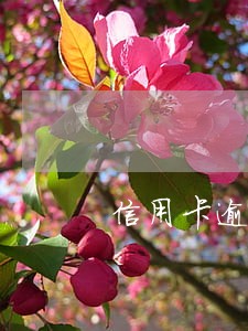 信用卡逾期压倒多少人心里防线 信用卡逾期压倒多少人心里防线
