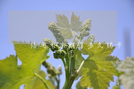 信用卡逾期厚多久销卡 信用卡逾期厚多久销卡