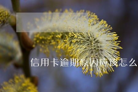 信用卡逾期原因应该怎么写 信用卡逾期原因应该怎么写
