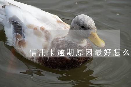 信用卡逾期原因最好怎么写 信用卡逾期原因最好怎么写