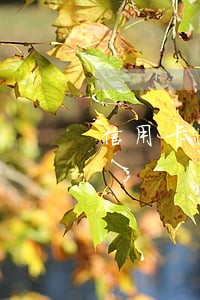 信用卡逾期去公安局