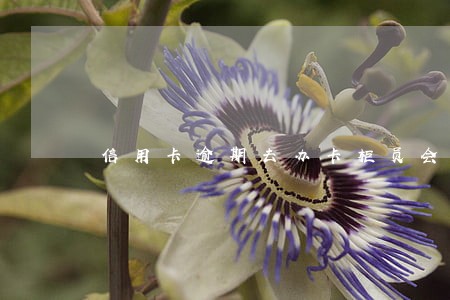 信用卡逾期去办卡柜员会报警么 信用卡逾期去办卡柜员会报警么