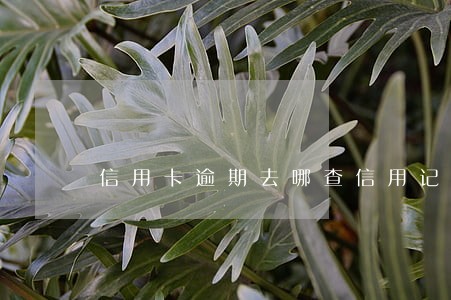 信用卡逾期去哪查信用记录 信用卡逾期去哪查信用记录