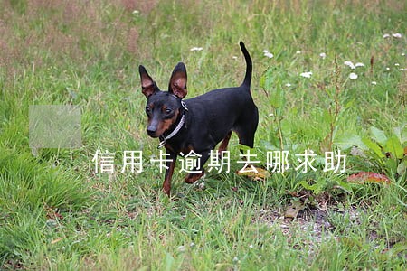 信用卡逾期去哪求助 信用卡逾期去哪求助