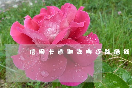 信用卡逾期去哪还能借钱 信用卡逾期去哪还能借钱