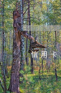 信用卡逾期去哪里协商招商 信用卡逾期去哪里协商招商
