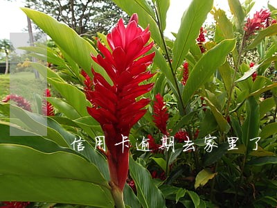 信用卡逾期去家里了 信用卡逾期去家里了