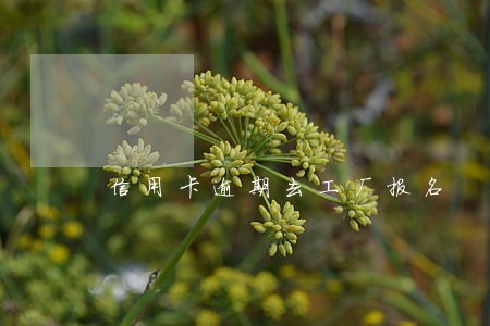 信用卡逾期去工厂报名