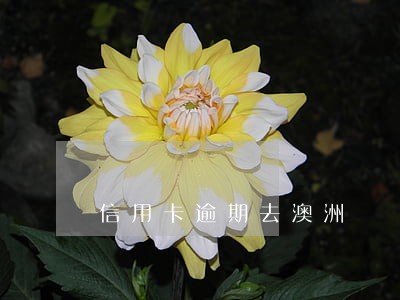 信用卡逾期去澳洲 信用卡逾期去澳洲