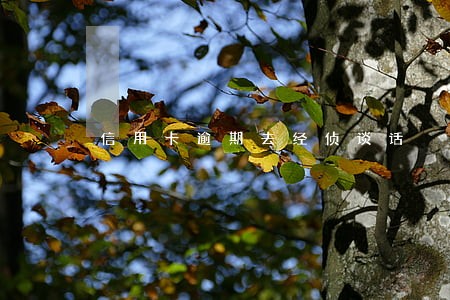 信用卡逾期去经侦谈话 信用卡逾期去经侦谈话