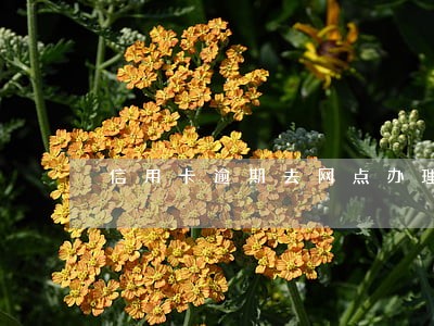 信用卡逾期去网点办理 信用卡逾期去网点办理