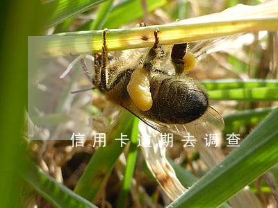 信用卡逾期去调查 信用卡逾期去调查